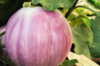 Aubergines - Bianca Rotonda Sfumata Di Rosa