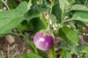 Aubergines - Lao Lavender