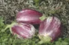 Aubergines - Listada Da Gandia