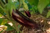 Aubergines - Longue Violette de Naples