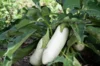 Aubergines - Chinese White Sword