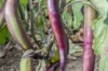 Aubergines - Waimanalo Long