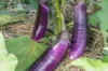 Aubergines - Thai Long Purple