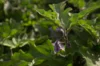 Aubergines - Thai Long Purple