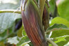 Aubergines - Bangladeshi Long