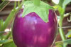 Aubergines - Round Mauve