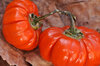 Aubergines amères - Rouge de Chine