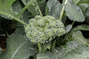 Choux brocolis - De Cicco