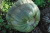 Courges maxima - Queensland Blue