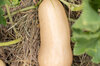 Courges moschata - Butternut Waltham