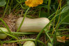 Courges moschata - Burpee’s Butterbush