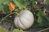 Courges moschata - Milk Pumpkin