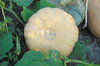 Courges moschata - Tan Cheese