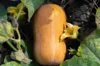 Courges moschata - Butternut Honey Nut