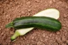 Courgettes - Cocozelle