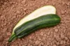 Courgettes - Cocozelle