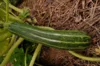 Courgettes - Cocozelle