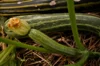 Courgettes - Cocozelle