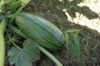 Courgettes - Greysini / Grisette de Provence