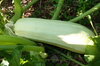 Courgettes - Bou Tozzina