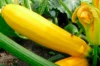 Courgettes - Jaune Sans Col Lisse