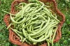 Haricots mangetout - Contender