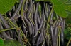 Haricots mangetout - Reine des Pourpres