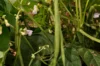 Haricots mangetout - Fin de Bagnol