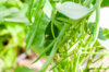 Haricots mangetout - Vert d’Autan