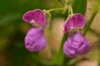 Haricots mangetout - Pélandron