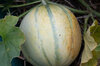 Melons - Cantaloup Charentais