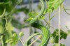 Serpents végétaux - Serpent Gourde