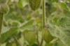 Physalis - Coqueret du Pérou