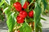 Piments/Poivrons - Ruby Giant