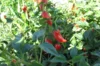 Piments/Poivrons - De Bresse