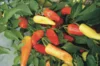 Piments/Poivrons - Hungarian Hot Wax