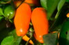 Piments/Poivrons - Tabasco Short Yellow