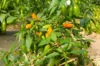 Piments/Poivrons - Tabasco Short Yellow