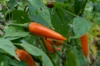 Piments/Poivrons - Bulgarian Carrot