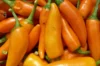 Piments/Poivrons - Bulgarian Carrot