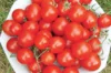 Tomates cerises - Washington Cherry