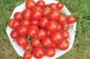 Tomates cerises - Washington Cherry