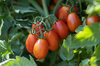 Tomates cerises - Datterini