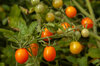 Tomates cerises - Ambrosia Gold