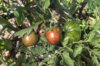 Tomates cerises - Pink Bumble Bee