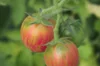 Tomates cerises - Pink Bumble Bee