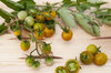 Tomates cerises - Bosque Green Cherry