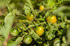 Tomates-Cerises - Bosque Green Cherry