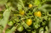 Tomates cerises - Bosque Green Cherry