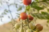 Tomates cerises - Copper Currant